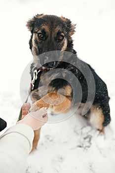 Cute scared puppy with sad eyes giving paw to person in snowy winter park. Mixed breed german shepherd dog on a walk at shelter.