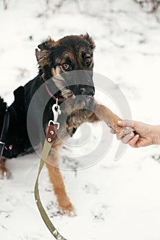 Cute scared puppy with sad eyes giving paw to person in snowy winter park. Mixed breed german shepherd dog on a walk at shelter.