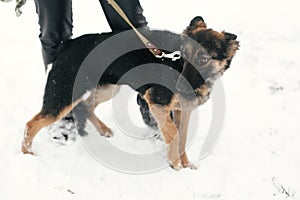 Cute scared puppy with sad eyes walking in snowy winter park. Mixed breed german shepherd dog on a walk with person at shelter.