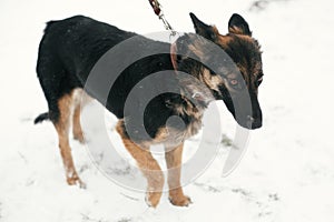 Cute scared puppy with sad eyes walking in snowy winter park. Mixed breed german shepherd dog on a walk with person at shelter.