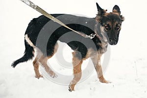 Cute scared puppy with sad eyes walking in snowy winter park. Mixed breed german shepherd dog on a walk with person at shelter.