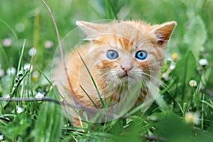 Cute scared red kitten in the garden among the green grass