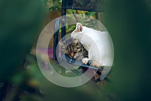 Cute scene with two street cat animal portraits hug each other in garden back yard environment in creative foreshortening through