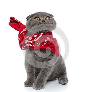 Cute scotish fold kitten wearing red bandana photo