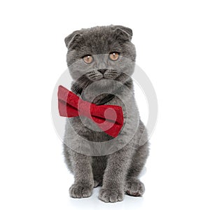 Cute scotish fold pussycat wearing red bowtie