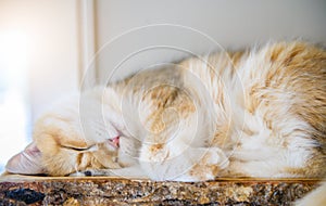 Cute Scottish British cat sleep on wood