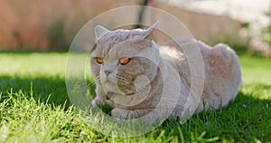 Cute Scottish cat close up in backyard garden. Gray furry cat outdoor lies on lawn