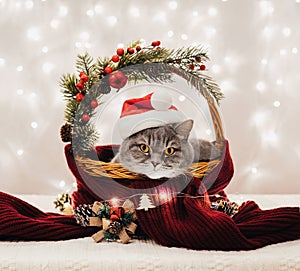 Cute Scottish cat in a Santa hat is sitting in festive basket with Christmas decor. New Year card with cat on bright background