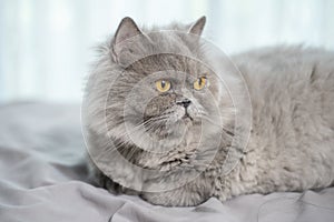 A Cute Scottish fold cat