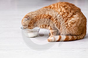 Cute Scottish fold cat drinking milk at home