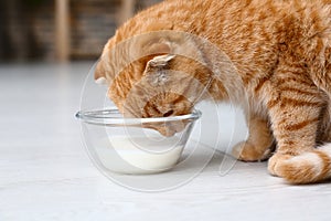 Cute Scottish fold cat drinking milk at home