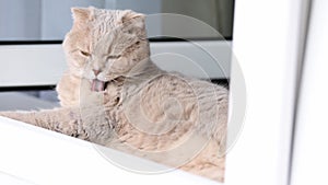 Cute Scottish fold cat grooming itself at the balcony at home