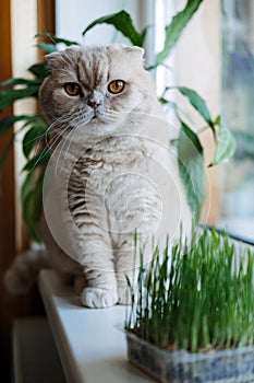 Cute Scottish fold cat sitting near catnip or cat grass grown from barley, oat, wheat or rye seeds. Cat grass is grown