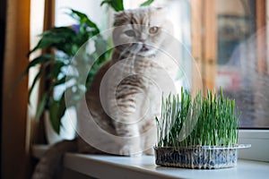Cute Scottish fold cat sitting near catnip or cat grass grown from barley, oat, wheat or rye seeds. Cat grass is grown