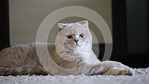 Cute Scottish fold kitten at home