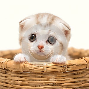 Cute Scottish fold kitten perched cutely in a bamboo basket