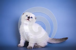 Cute scottish fold shorthair silver color point kitten with blue eyes