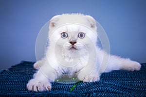 Cute scottish fold shorthair silver color point kitten with blue eyes