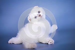 Cute scottish fold shorthair silver color point kitten with blue eyes