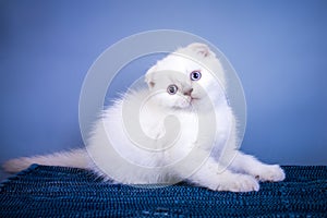 Cute scottish fold shorthair silver color point kitten with blue eyes