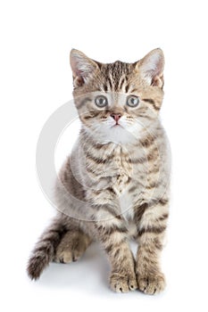 Cute scottish shorthair kitten cat looking at camera isolated