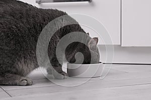 Cute Scottish straight cat eating pet food from feeding bowl at home