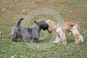 Cute scottish terrier puppy and cavalier king charles spaniel puppy are playing on a green grass in the autumn park. Pet