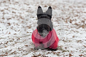 Cute scottish terrier puppy is looking at the camera. Pet animals