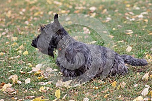 Cute scottish terrier puppy is standing on a green grass in the autumn park. Pet animals.