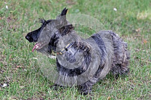 Cute scottish terrier puppy is standing on a green grass in the summer park. Pet animals