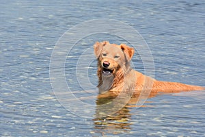 Cute scotty playing in a lake with a ball