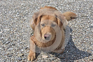 Cute scotty puppy laying on a rocky beach