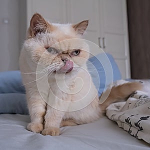 Cute scowl cat with sits on a bed among blankets. Breed exot color red point.