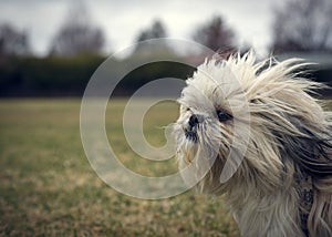 Cute, Scraggly Ungroomed Shih Tzu Dog in Wind photo