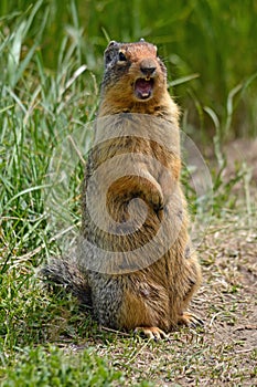 Cute screaming gopher