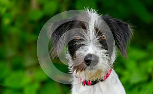 Dog Terrier Scruffy photo