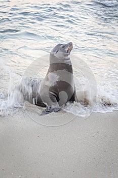 Sea Lion Coming Out of Ocean Surf