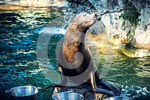 Cute Sea lion