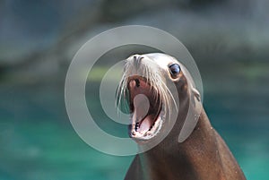 Cute Sea Lion With His Mouth Wide