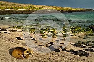 Cute sea lions sleeping in La Loberia beach, San