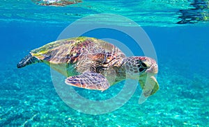 Cute sea turtle in blue water of tropical sea. Green turtle underwater photo. Wild marine animal in natural environment