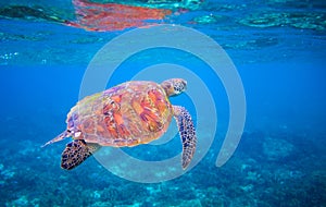 Cute sea turtle swims in sea water. Green sea turtle closeup. Wildlife of tropical coral reef.