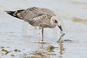 Cute seagull gulls eating