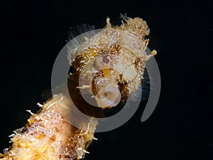 Cute seahorse talking to you