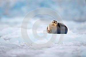 Cute seal in the Arctic snowy habitat. Bearded seal on blue and white ice in arctic Svalbard, with lift up fin. Wildlife scene in