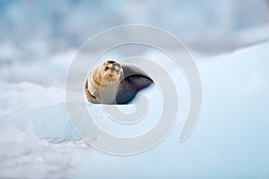 Cute seal in the Arctic snowy habitat. Bearded seal on blue and white ice in arctic Svalbard, with lift up fin. Wildlife scene in