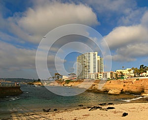 Lindo focas sobre el focas Playa 