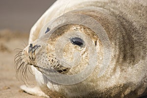 Carino foche Parete 