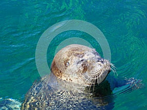 Cute seal sunbathing, Phoca Vitulina photo