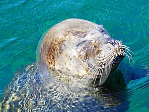 Cute seal sunbathing, Phoca Vitulina photo